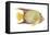 Angelfish (Holacanthus Ciliaris), Fishes-Encyclopaedia Britannica-Framed Stretched Canvas
