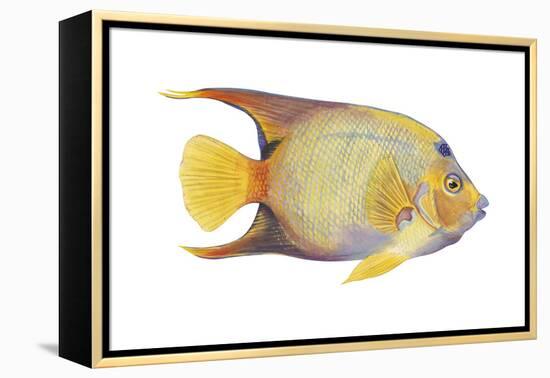 Angelfish (Holacanthus Ciliaris), Fishes-Encyclopaedia Britannica-Framed Stretched Canvas