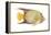 Angelfish (Holacanthus Ciliaris), Fishes-Encyclopaedia Britannica-Framed Stretched Canvas