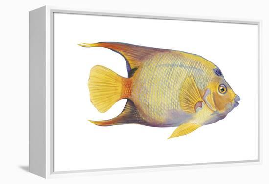 Angelfish (Holacanthus Ciliaris), Fishes-Encyclopaedia Britannica-Framed Stretched Canvas