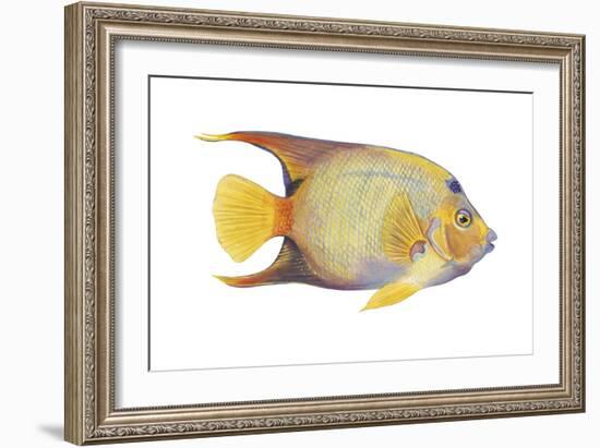 Angelfish (Holacanthus Ciliaris), Fishes-Encyclopaedia Britannica-Framed Art Print