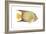 Angelfish (Holacanthus Ciliaris), Fishes-Encyclopaedia Britannica-Framed Art Print