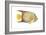 Angelfish (Holacanthus Ciliaris), Fishes-Encyclopaedia Britannica-Framed Art Print