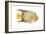 Angelfish (Holacanthus Ciliaris), Fishes-Encyclopaedia Britannica-Framed Art Print