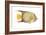 Angelfish (Holacanthus Ciliaris), Fishes-Encyclopaedia Britannica-Framed Art Print