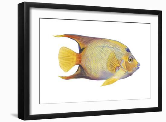 Angelfish (Holacanthus Ciliaris), Fishes-Encyclopaedia Britannica-Framed Art Print