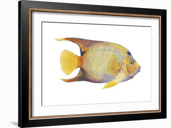 Angelfish (Holacanthus Ciliaris), Fishes-Encyclopaedia Britannica-Framed Art Print