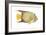 Angelfish (Holacanthus Ciliaris), Fishes-Encyclopaedia Britannica-Framed Art Print