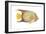 Angelfish (Holacanthus Ciliaris), Fishes-Encyclopaedia Britannica-Framed Art Print