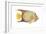 Angelfish (Holacanthus Ciliaris), Fishes-Encyclopaedia Britannica-Framed Art Print