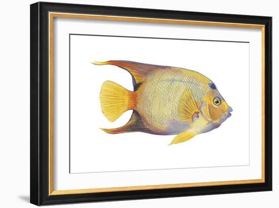 Angelfish (Holacanthus Ciliaris), Fishes-Encyclopaedia Britannica-Framed Art Print