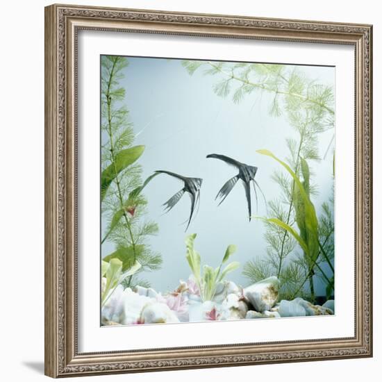Angelfish Melanic Veiltail 'Black Lace' Variety, from Rivers of Amazon Basin, South America-Jane Burton-Framed Photographic Print