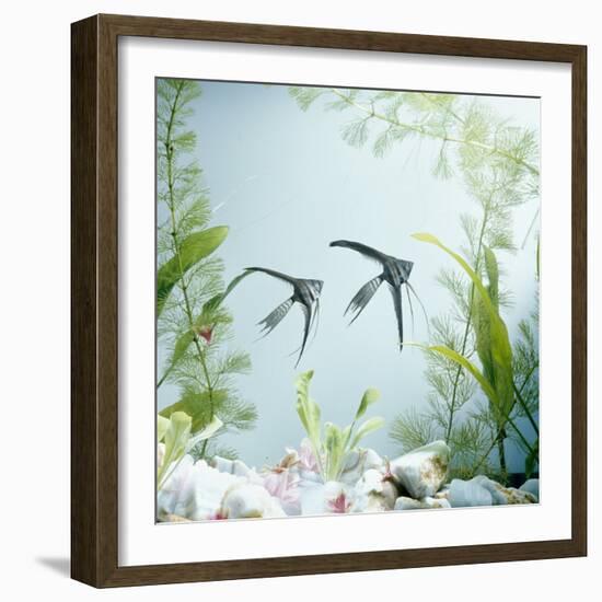 Angelfish Melanic Veiltail 'Black Lace' Variety, from Rivers of Amazon Basin, South America-Jane Burton-Framed Photographic Print