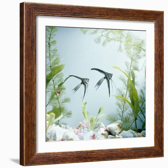 Angelfish Melanic Veiltail 'Black Lace' Variety, from Rivers of Amazon Basin, South America-Jane Burton-Framed Photographic Print