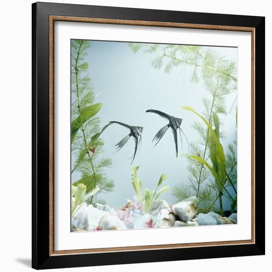 Angelfish Melanic Veiltail 'Black Lace' Variety, from Rivers of Amazon Basin, South America-Jane Burton-Framed Photographic Print