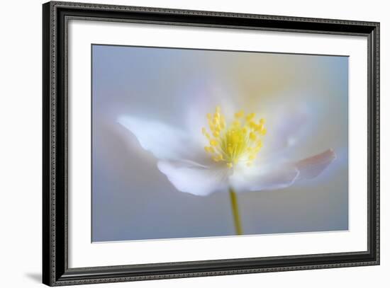Angelic Flower-Heidi Westum-Framed Photographic Print