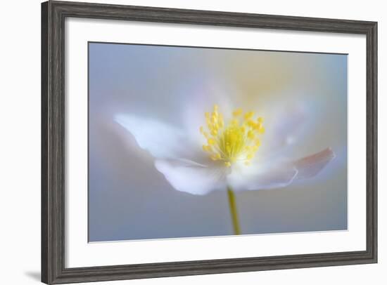 Angelic Flower-Heidi Westum-Framed Photographic Print