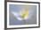 Angelic Flower-Heidi Westum-Framed Photographic Print