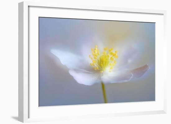 Angelic Flower-Heidi Westum-Framed Photographic Print