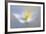 Angelic Flower-Heidi Westum-Framed Photographic Print