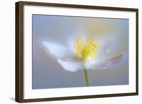 Angelic Flower-Heidi Westum-Framed Photographic Print