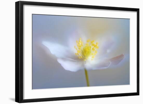 Angelic Flower-Heidi Westum-Framed Photographic Print