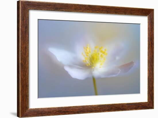 Angelic Flower-Heidi Westum-Framed Photographic Print