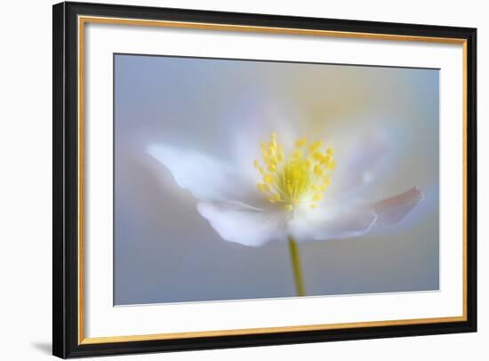 Angelic Flower-Heidi Westum-Framed Photographic Print