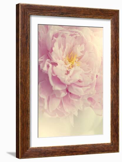 Angelic Petals-Sarah Gardner-Framed Photographic Print