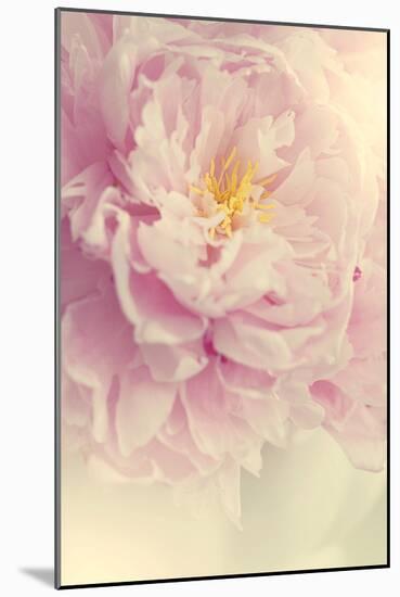 Angelic Petals-Sarah Gardner-Mounted Photographic Print