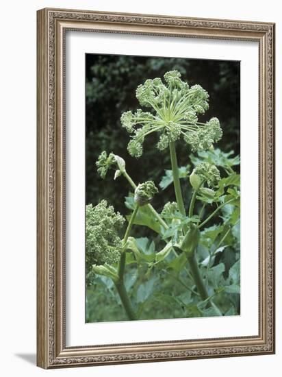 Angelica (Angelica Archangelica)-Maxine Adcock-Framed Photographic Print