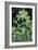 Angelica (Angelica Archangelica)-Maxine Adcock-Framed Photographic Print