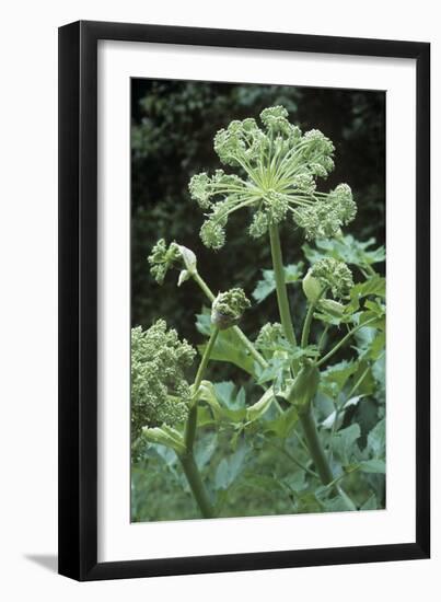 Angelica (Angelica Archangelica)-Maxine Adcock-Framed Photographic Print