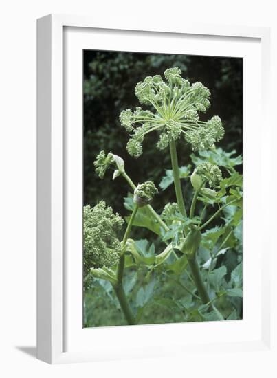 Angelica (Angelica Archangelica)-Maxine Adcock-Framed Photographic Print