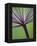 Angelica Purpurea-Clive Nichols-Framed Premier Image Canvas