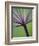 Angelica Purpurea-Clive Nichols-Framed Photographic Print