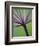 Angelica Purpurea-Clive Nichols-Framed Photographic Print