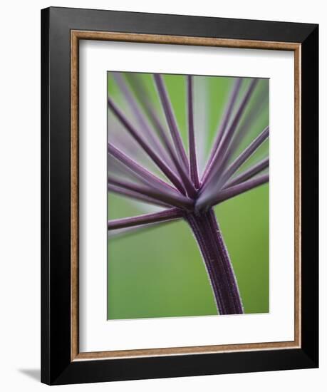 Angelica Purpurea-Clive Nichols-Framed Photographic Print