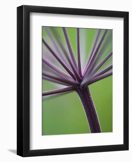 Angelica Purpurea-Clive Nichols-Framed Photographic Print