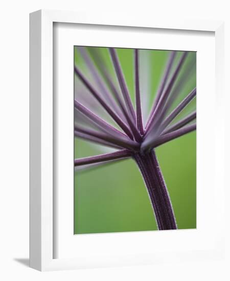 Angelica Purpurea-Clive Nichols-Framed Photographic Print