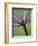Angelica Purpurea-Clive Nichols-Framed Photographic Print
