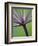 Angelica Purpurea-Clive Nichols-Framed Photographic Print