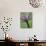 Angelica Purpurea-Clive Nichols-Photographic Print displayed on a wall
