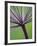 Angelica Purpurea-Clive Nichols-Framed Photographic Print