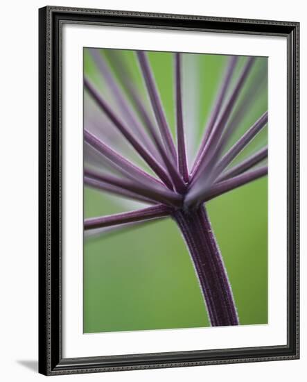 Angelica Purpurea-Clive Nichols-Framed Photographic Print