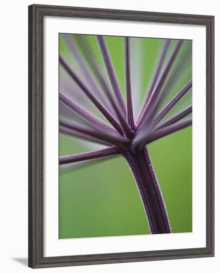 Angelica Purpurea-Clive Nichols-Framed Photographic Print