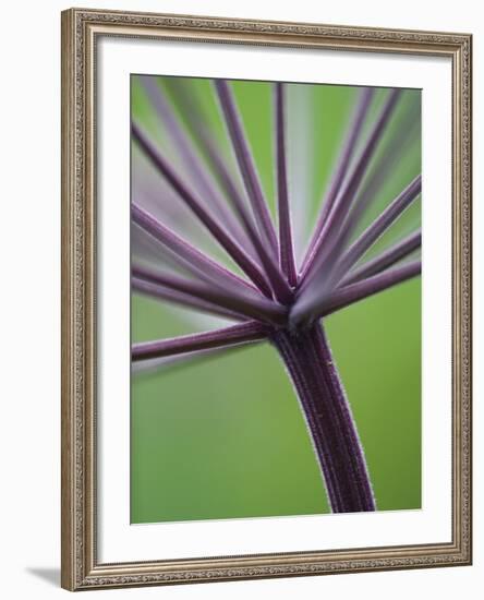 Angelica Purpurea-Clive Nichols-Framed Photographic Print