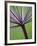 Angelica Purpurea-Clive Nichols-Framed Photographic Print