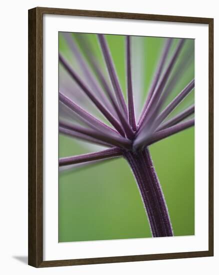 Angelica Purpurea-Clive Nichols-Framed Photographic Print