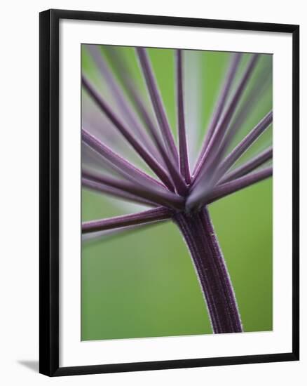 Angelica Purpurea-Clive Nichols-Framed Photographic Print